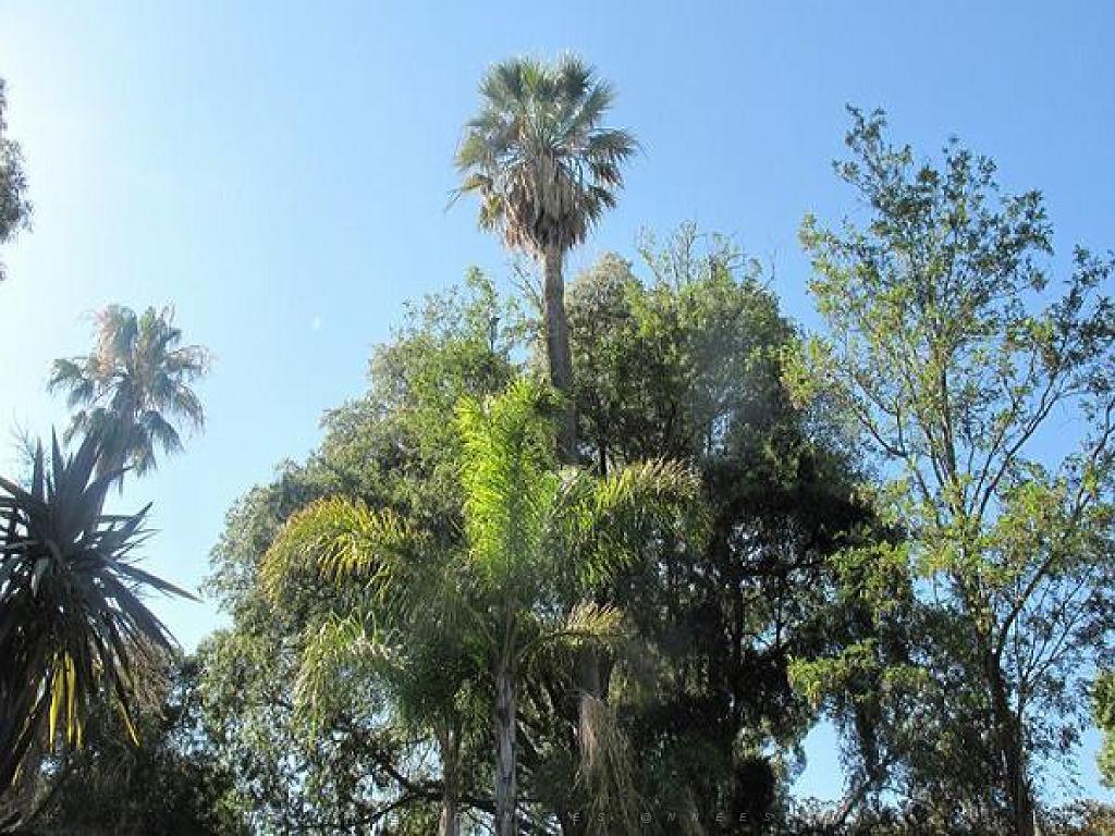 183 D35 PARC OLBIUS RIQUIER A HYERES_000012.jpg